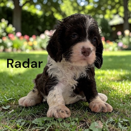 puppy, for, sale, Cocker Spaniel, Joe & Cherri  Overlease, dog, breeder, Miller, MO, dog-breeder, puppy-for-sale, forsale, nearby, find, puppyfind, locator, puppylocator, aca